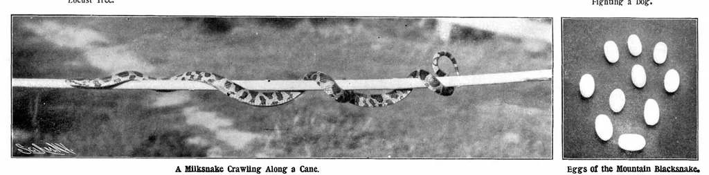 An illustration from Scientific American, Vol. 89, No. 21 (1903), 1903, leaf 7