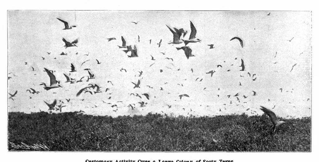 An illustration from Scientific American, Vol. 89, No. 25 (1903), 1903, leaf 8