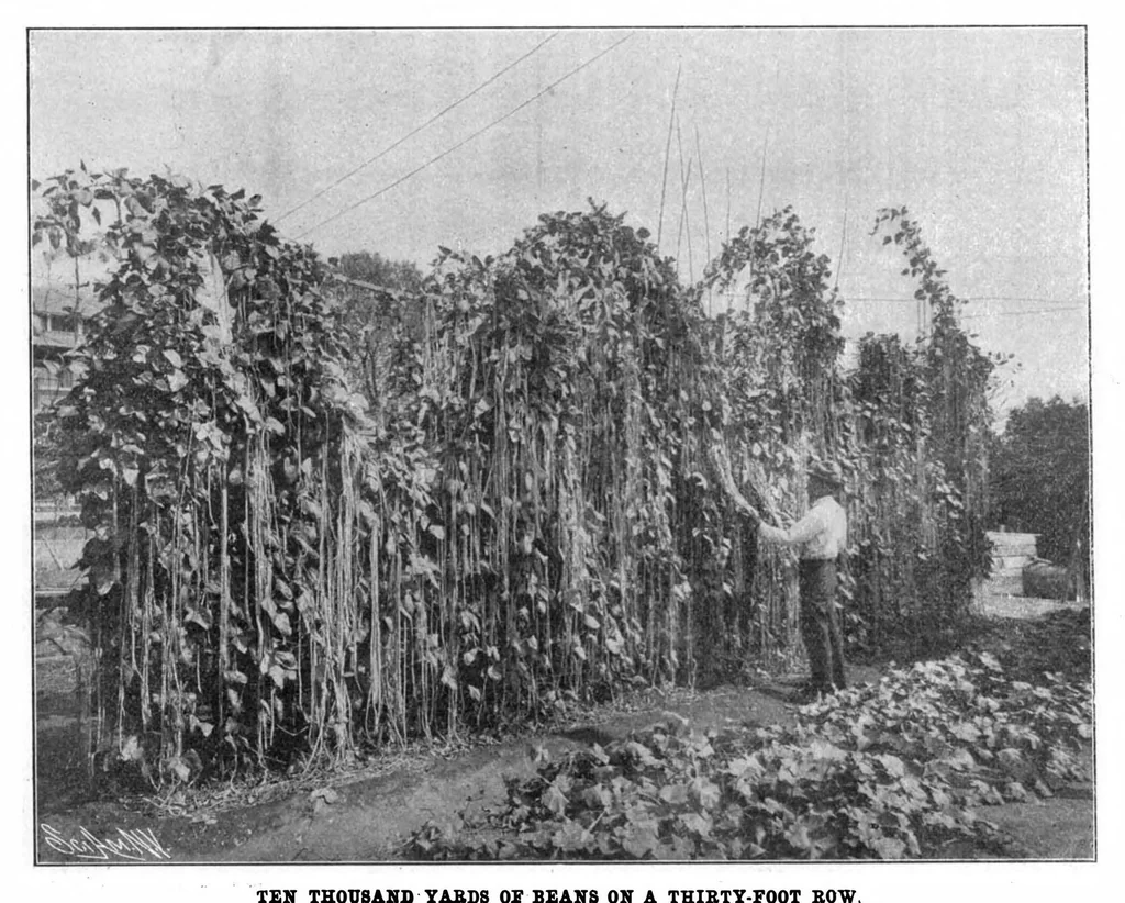 An illustration from Scientific American, Vol. 89, No. 25 (1903), 1903, leaf 9