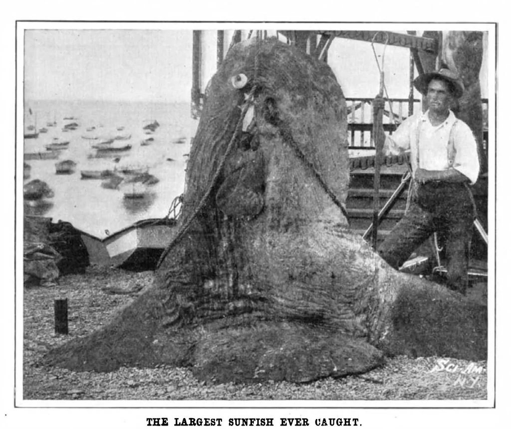 An illustration from Scientific American, Vol. 90, No. 2 (1904), 1904, leaf 10
