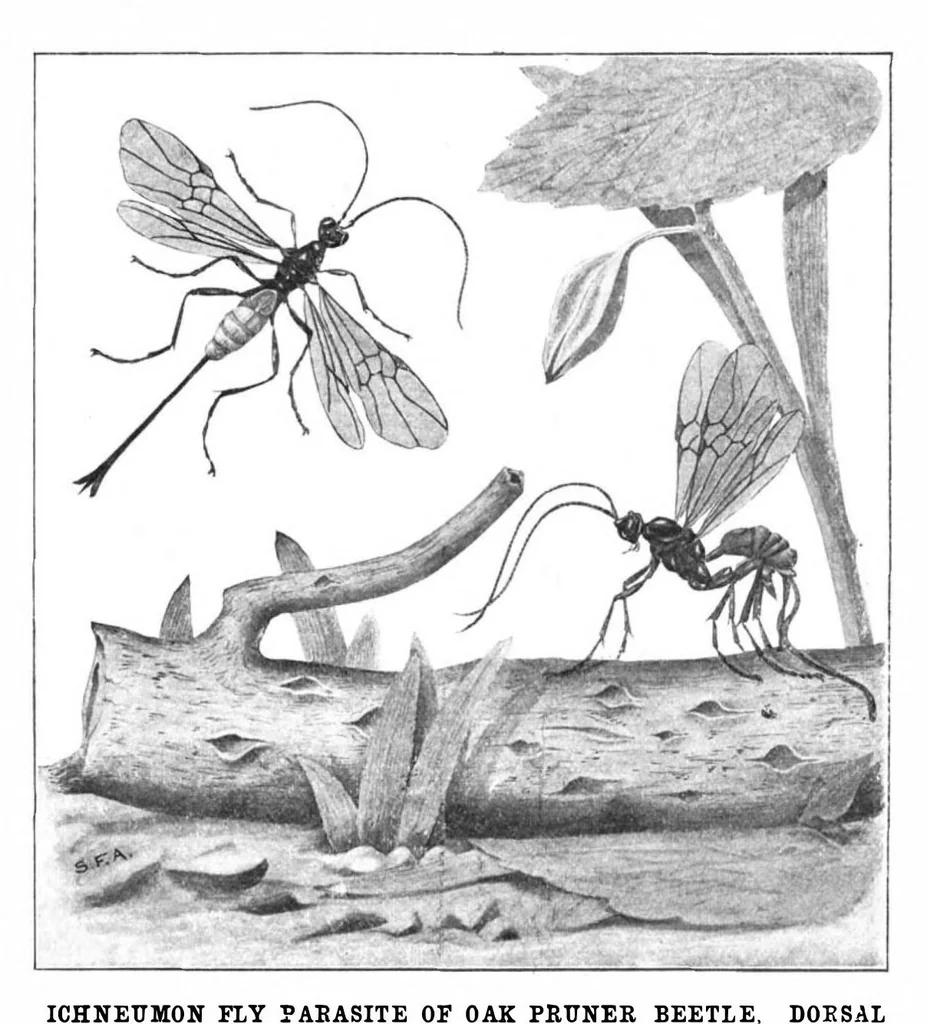 An illustration from Scientific American, Vol. 90, No. 9 (1904), 1904, leaf 10