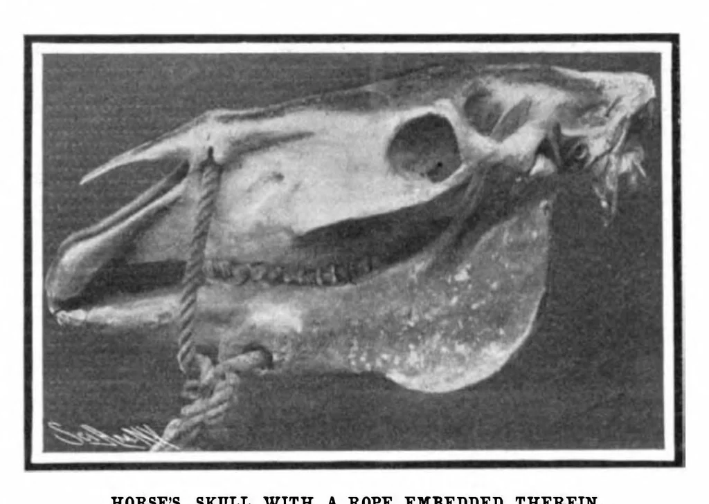 An illustration from Scientific American, Vol. 91, No. 2 (1904), 1904, leaf 10