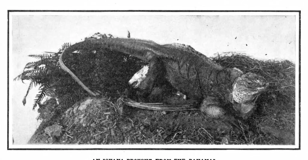 An illustration from Scientific American, Vol. 91, No. 8 (1904), 1904, leaf 9