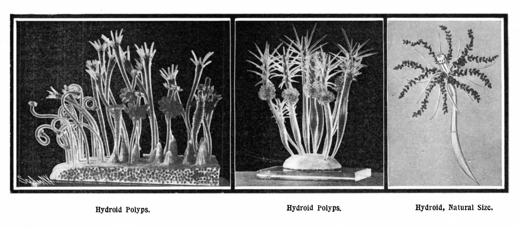 An illustration from Scientific American, Vol. 91, No. 9 (1904), 1904, leaf 3