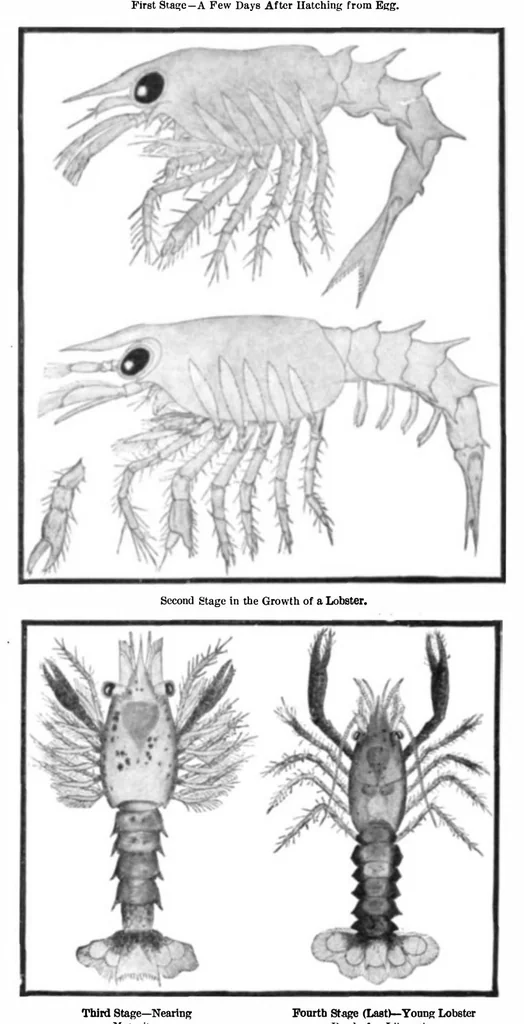 An illustration from Scientific American, Vol. 91, No. 14 (1904), 1904, leaf 8