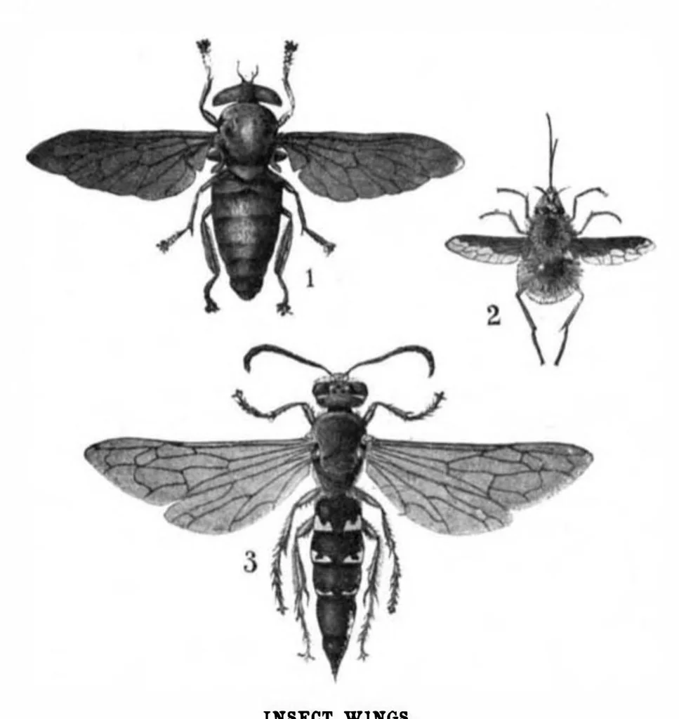 An illustration from Scientific American, Vol. 91, No. 16 (1904), 1904, leaf 4