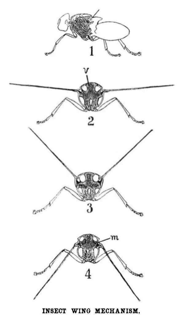 An illustration from Scientific American, Vol. 91, No. 16 (1904), 1904, leaf 4