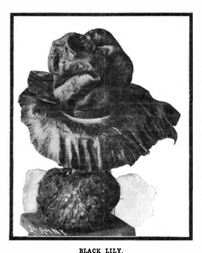 An illustration from Scientific American, Vol. 91, No. 17 (1904), 1904, leaf 10
