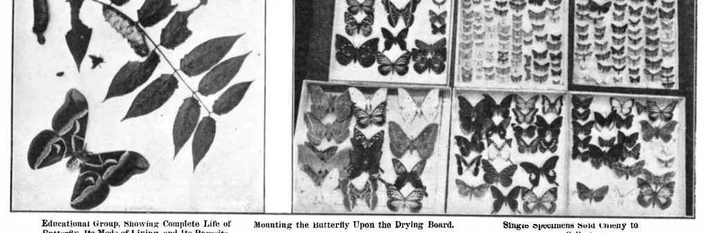 An illustration from Scientific American, Vol. 91, No. 18 (1904), 1904, leaf 10