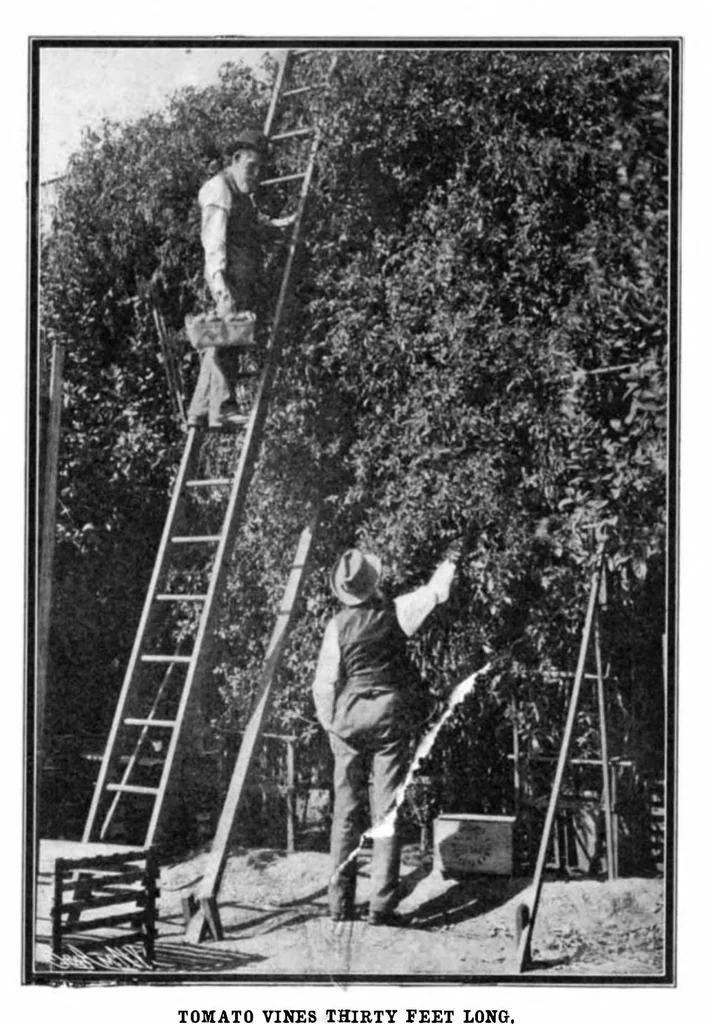 An illustration from Scientific American, Vol. 91, No. 21 (1904), 1904, leaf 11