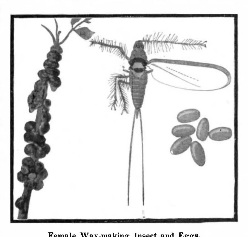 An illustration from Scientific American, Vol. 91, No. 23 (1904), 1904, leaf 10