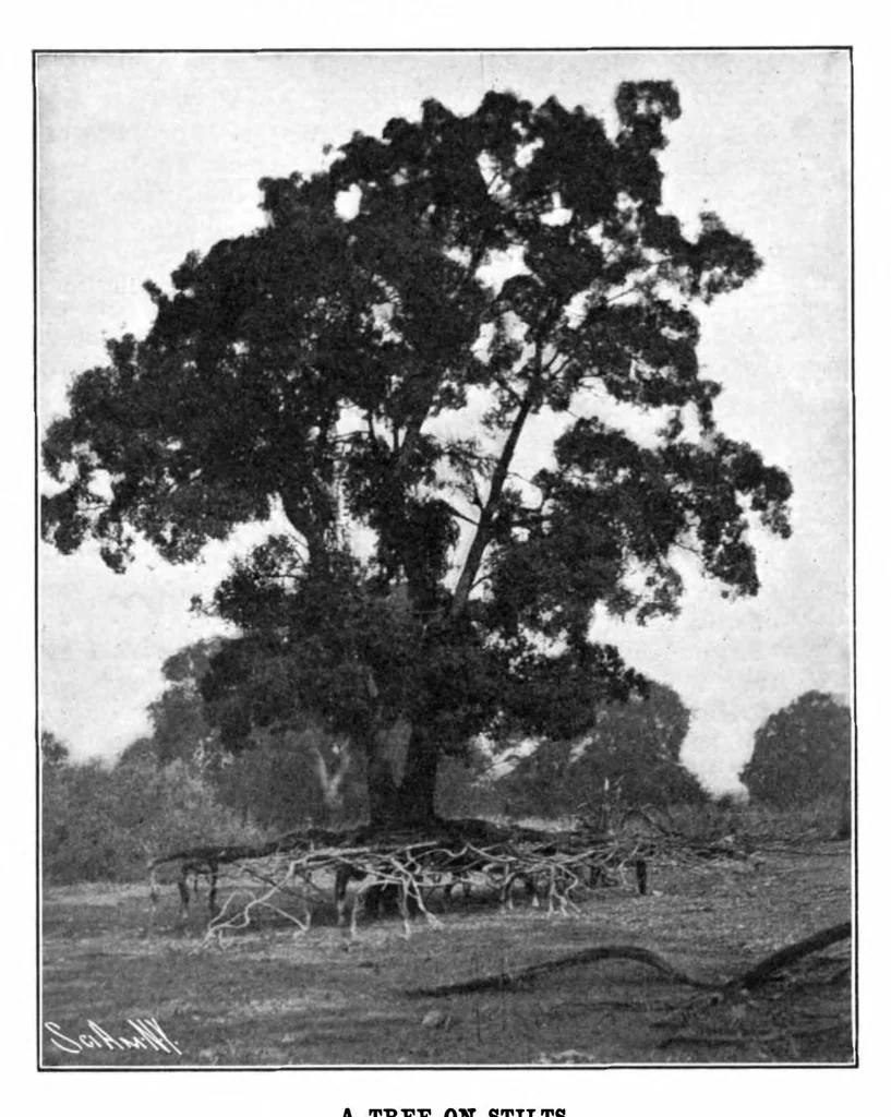 An illustration from Scientific American, Vol. 91, No. 26 (1904), 1904, leaf 7