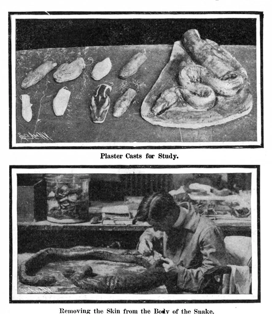 An illustration from Scientific American, Vol. 91, No. 27 (1904), 1904, leaf 7