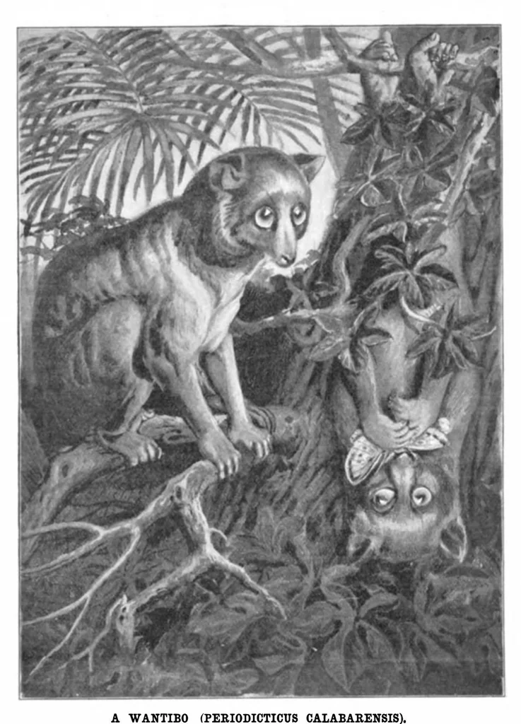 An illustration from Scientific American, Vol. 92, No. 8 (1905), 1905, leaf 10