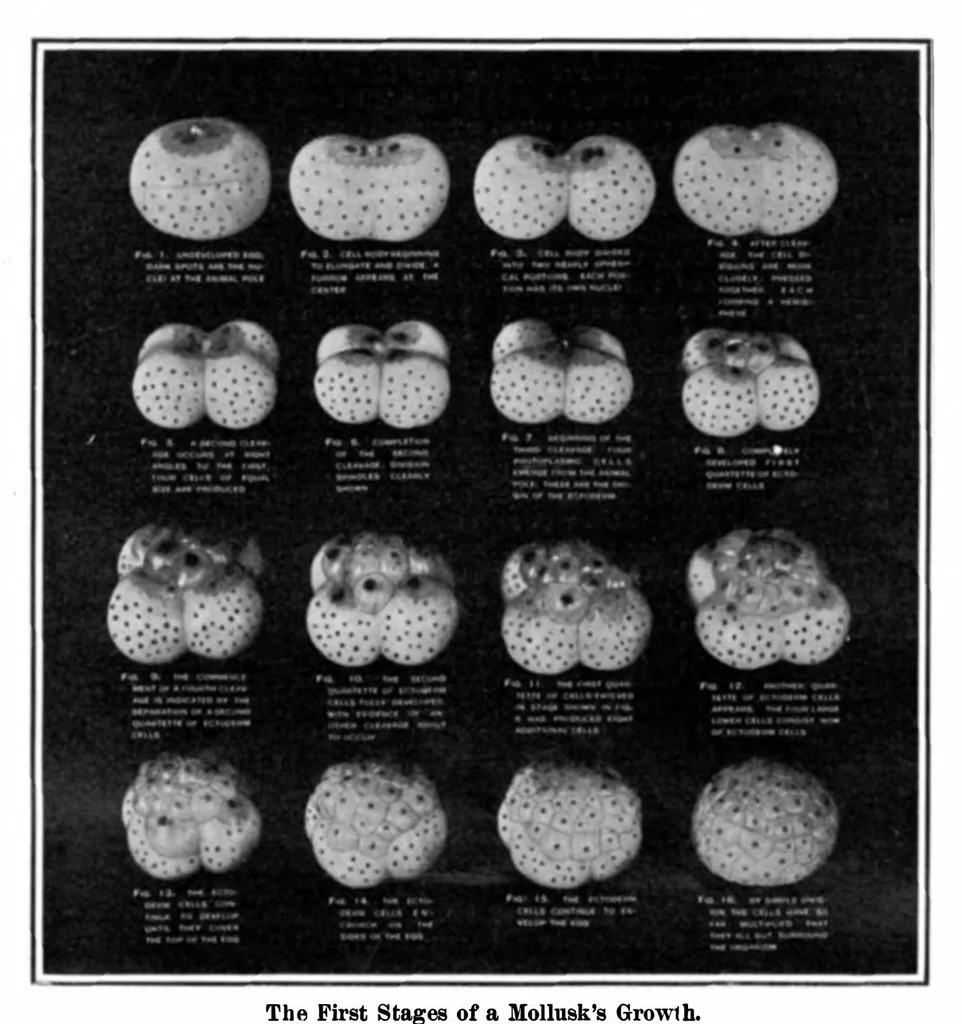 An illustration from Scientific American, Vol. 92, No. 25 (1905), 1905, leaf 3
