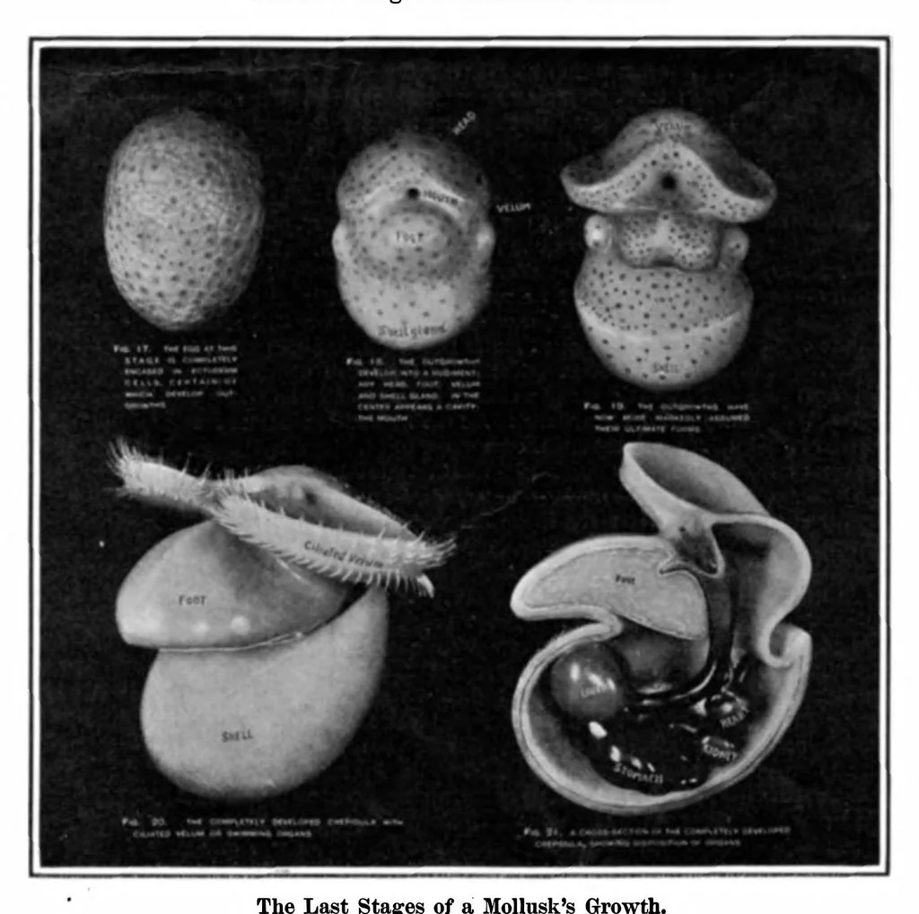 An illustration from Scientific American, Vol. 92, No. 25 (1905), 1905, leaf 3
