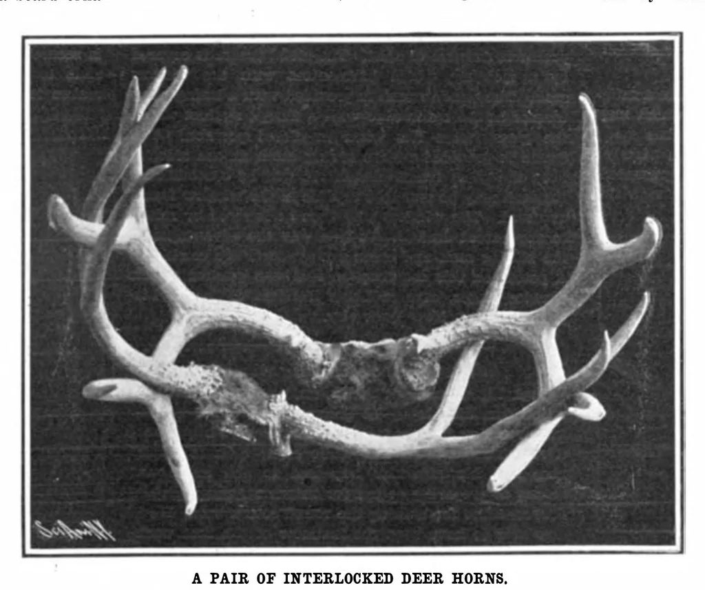 An illustration from Scientific American, Vol. 93, No. 2 (1905), 1905, leaf 10