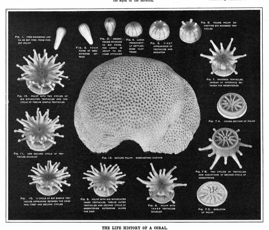 An illustration from Scientific American, Vol. 93, No. 6 (1905), 1905, leaf 7