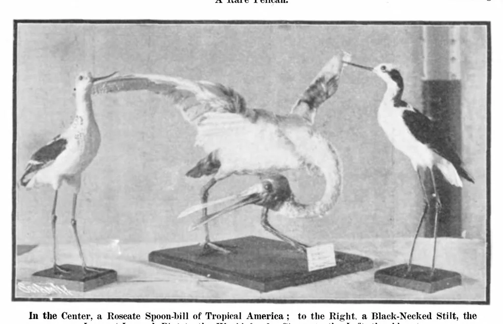 An illustration from Scientific American, Vol. 93, No. 8 (1905), 1905, leaf 10