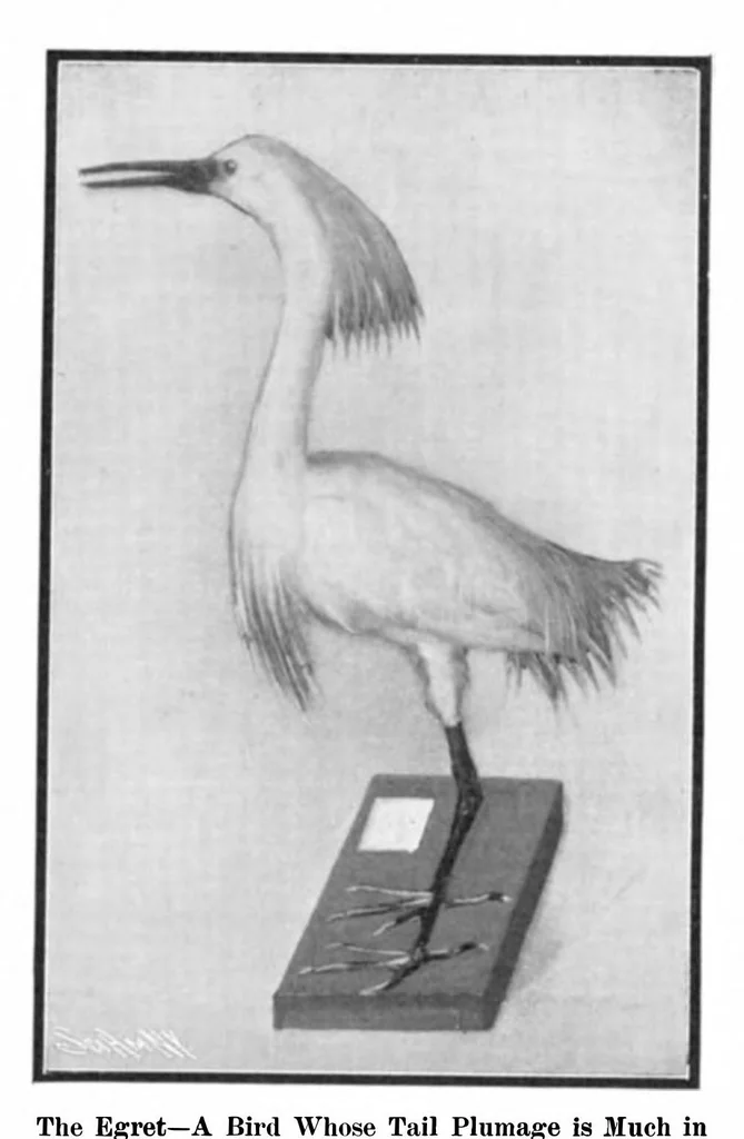 An illustration from Scientific American, Vol. 93, No. 8 (1905), 1905, leaf 11