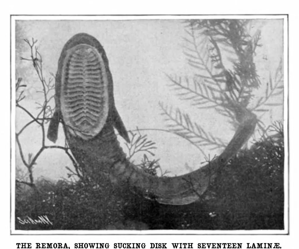 An illustration from Scientific American, Vol. 93, No. 9 (1905), 1905, leaf 10
