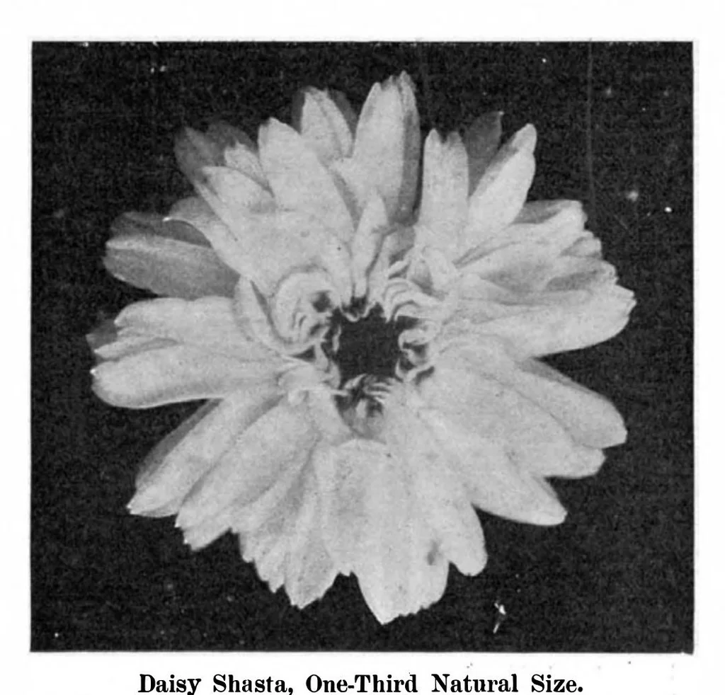 An illustration from Scientific American, Vol. 93, No. 12 (1905), 1905, leaf 7
