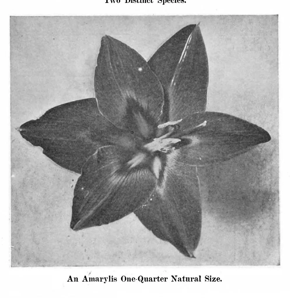 An illustration from Scientific American, Vol. 93, No. 12 (1905), 1905, leaf 8