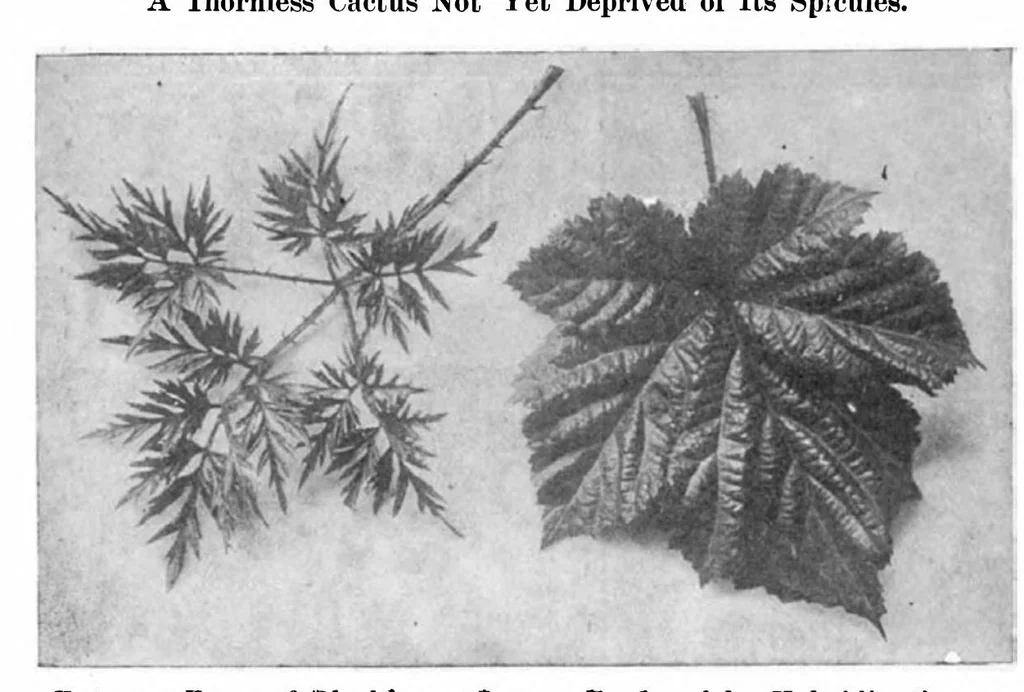 An illustration from Scientific American, Vol. 93, No. 12 (1905), 1905, leaf 8