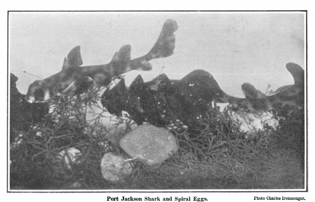 An illustration from Scientific American, Vol. 93, No. 13 (1905), 1905, leaf 10