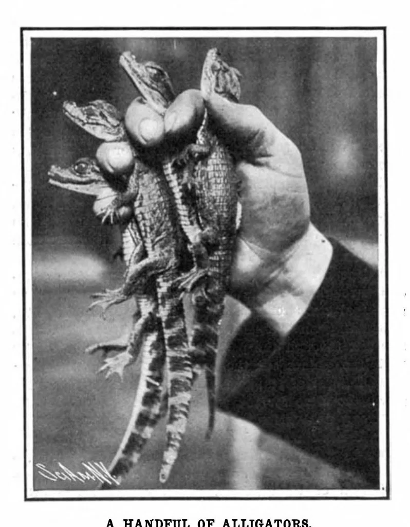 An illustration from Scientific American, Vol. 93, No. 15 (1905), 1905, leaf 3