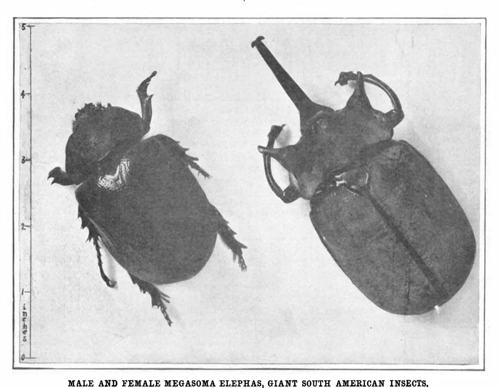 An illustration from Scientific American, Vol. 93, No. 17 (1905), 1905, leaf 10