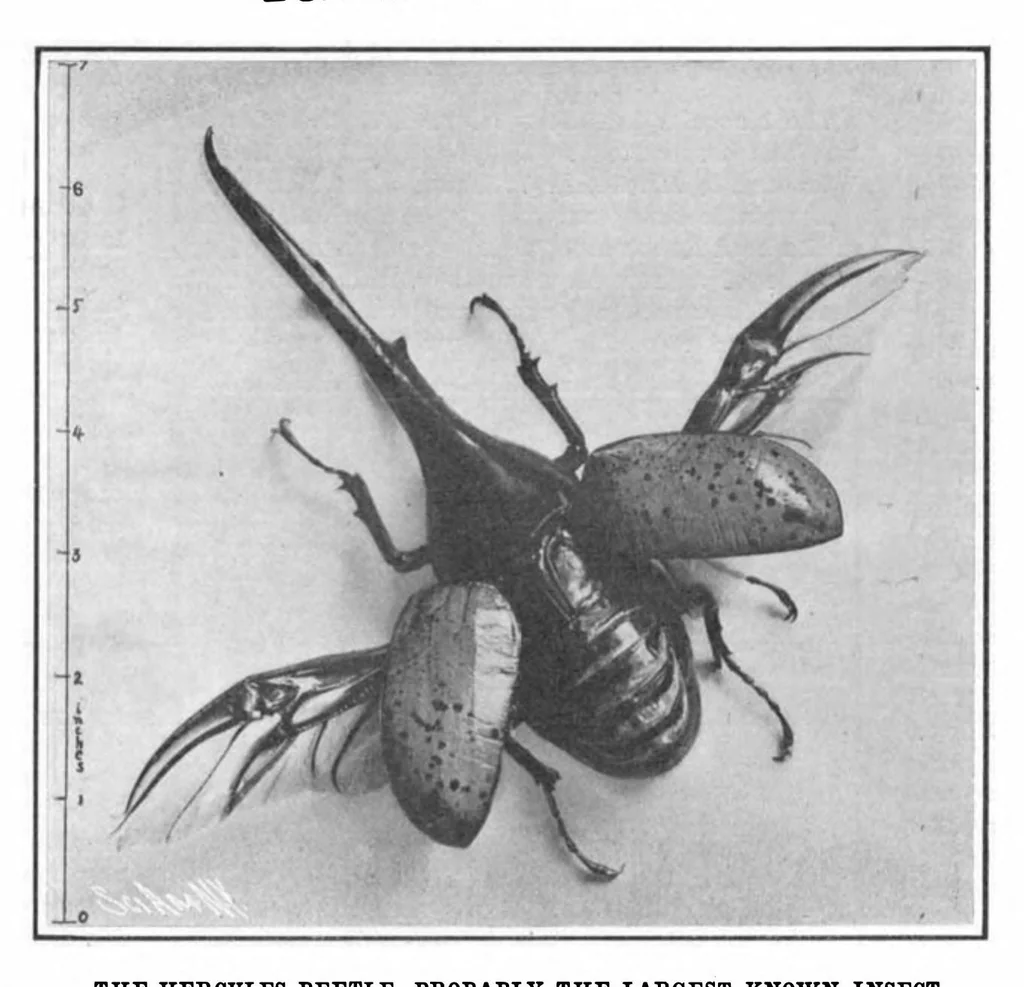 An illustration from Scientific American, Vol. 93, No. 17 (1905), 1905, leaf 10
