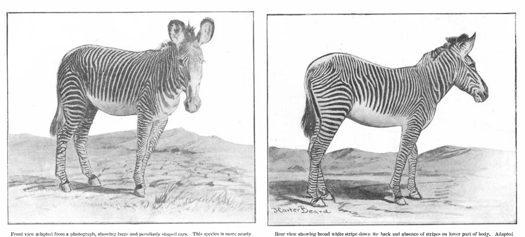 An illustration from Scientific American, Vol. 93, No. 18 (1905), 1905, leaf 10