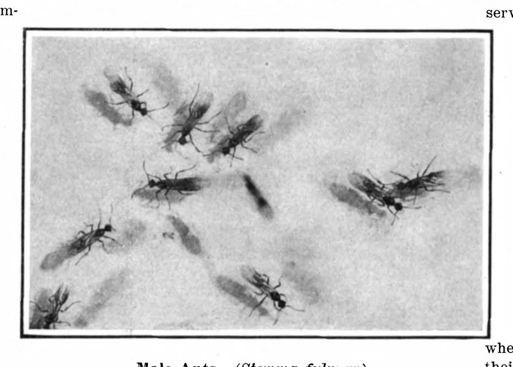 An illustration from Scientific American, Vol. 93, No. 19 (1905), 1905, leaf 10