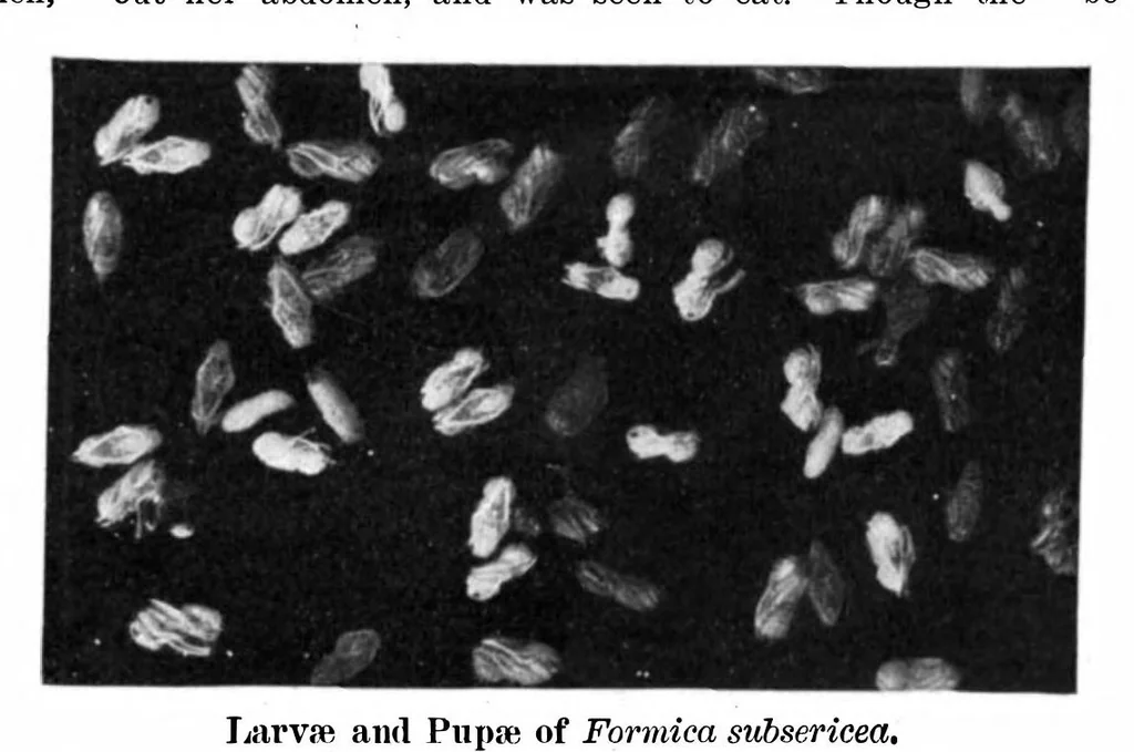 An illustration from Scientific American, Vol. 93, No. 19 (1905), 1905, leaf 10