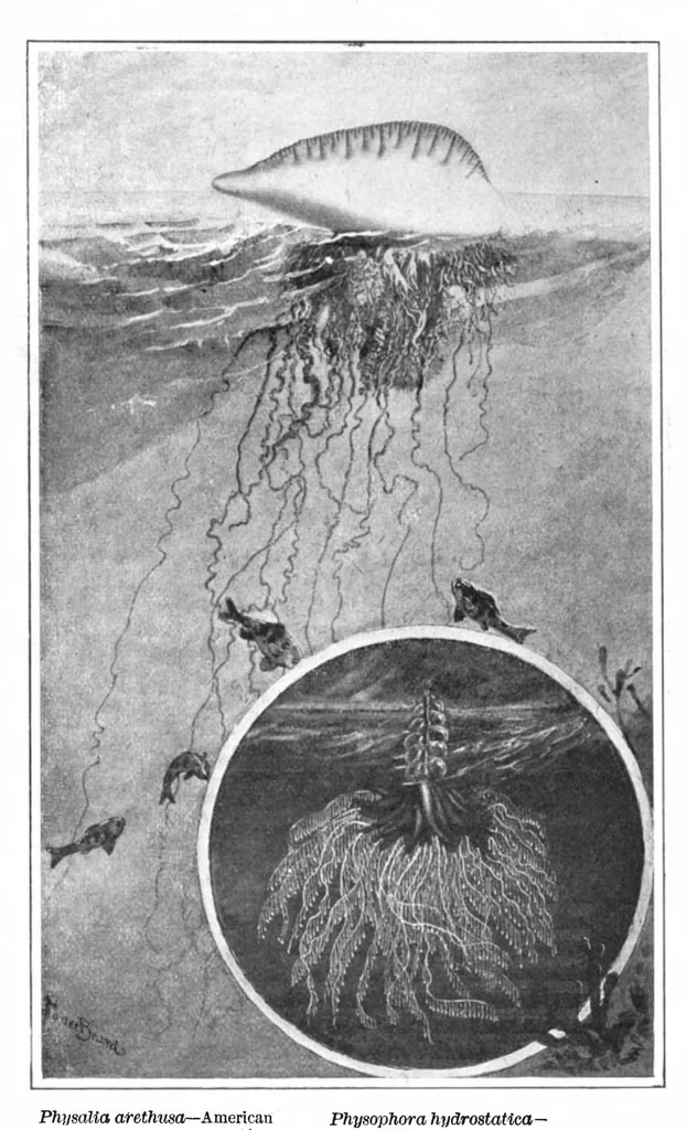 An illustration from Scientific American, Vol. 93, No. 23 (1905), 1905, leaf 9