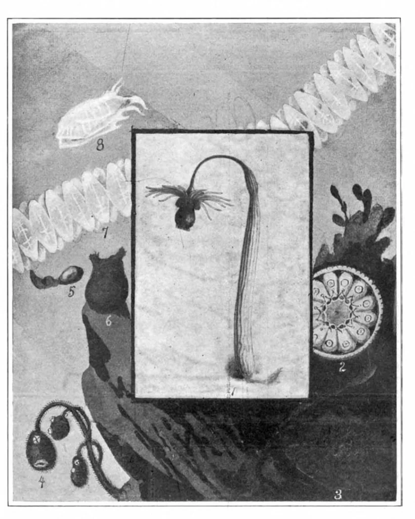 An illustration from Scientific American, Vol. 93, No. 26 (1905), 1905, leaf 9