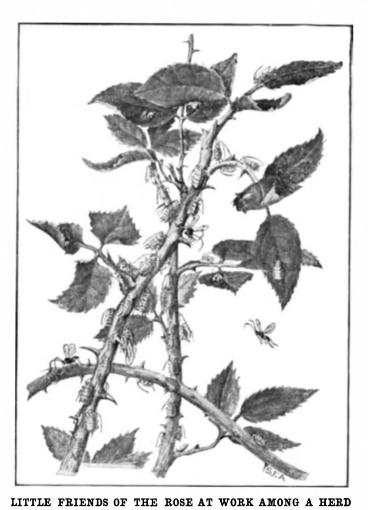 An illustration from Scientific American, Vol. 94, No. 1 (1906), 1906, leaf 9