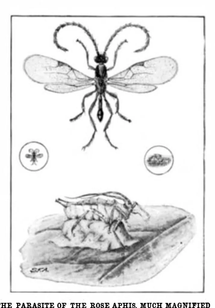 An illustration from Scientific American, Vol. 94, No. 1 (1906), 1906, leaf 9
