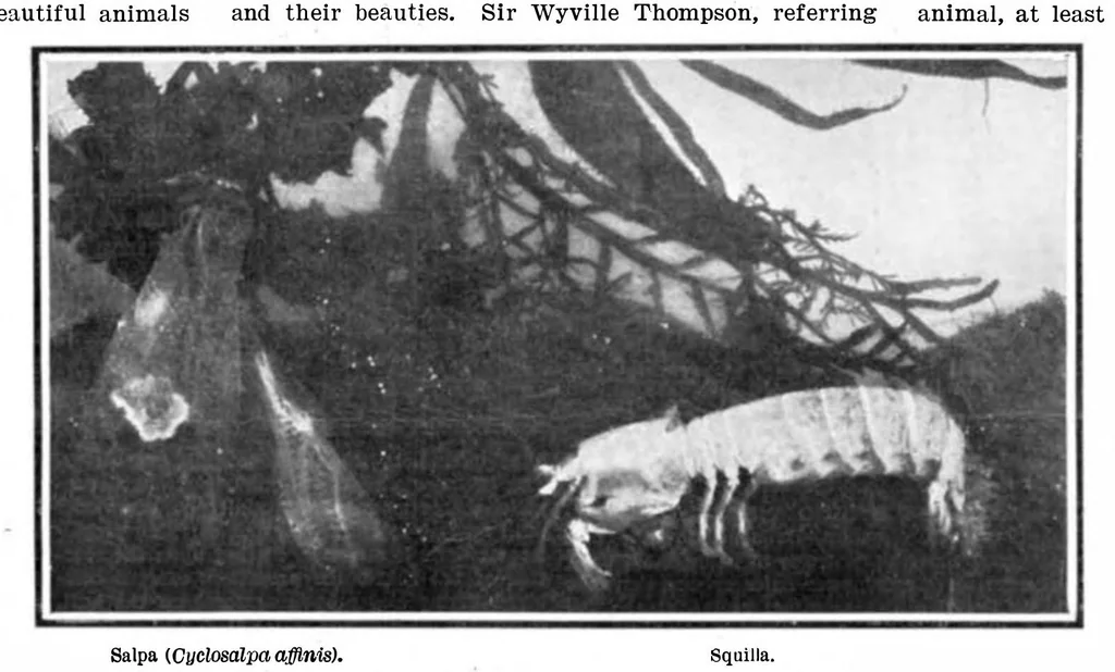 An illustration from Scientific American, Vol. 94, No. 6 (1906), 1906, leaf 10