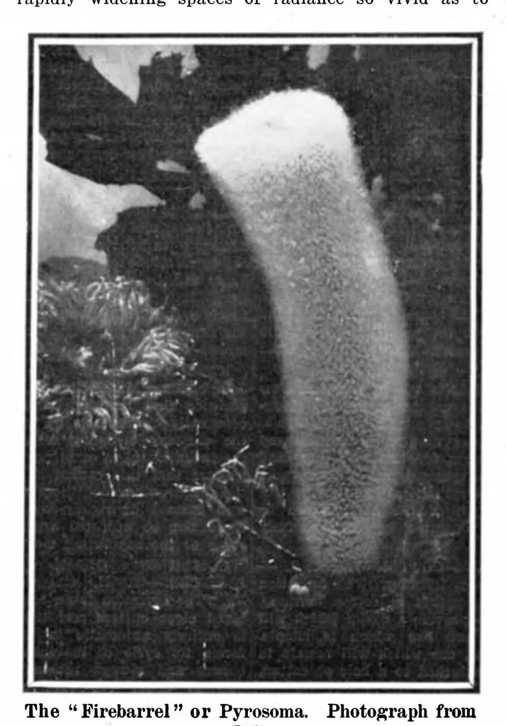 An illustration from Scientific American, Vol. 94, No. 6 (1906), 1906, leaf 10