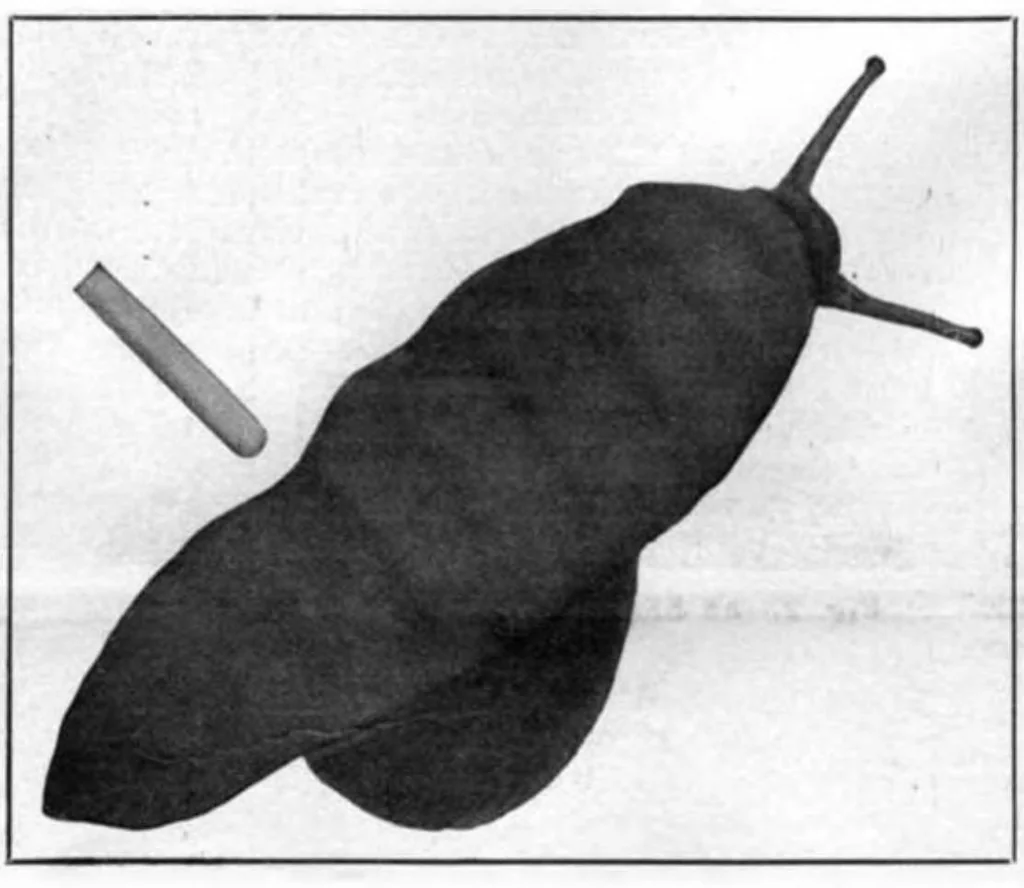 An illustration from Scientific American, Vol. 94, No. 18 (1906), 1906, leaf 10