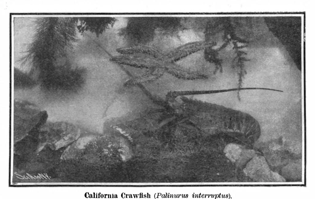 An illustration from Scientific American, Vol. 94, No. 22 (1906), 1906, leaf 9