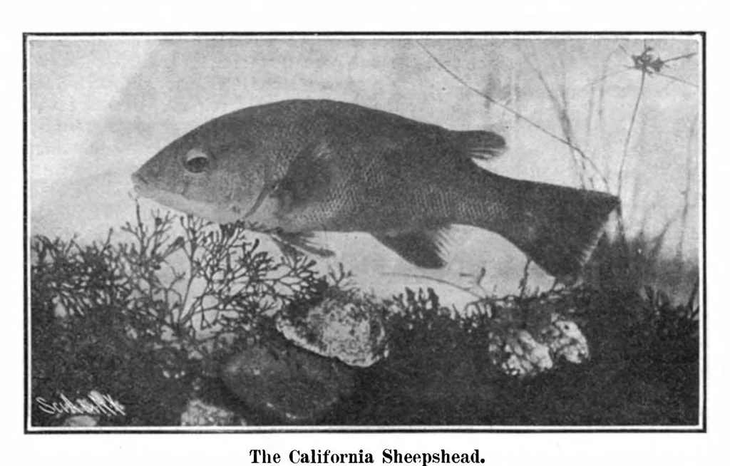 An illustration from Scientific American, Vol. 94, No. 22 (1906), 1906, leaf 9
