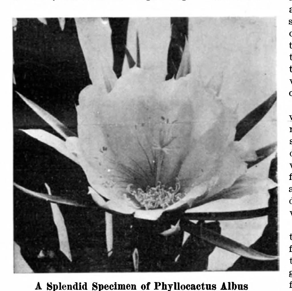 An illustration from Scientific American, Vol. 95, No. 10 (1906), 1906, leaf 7