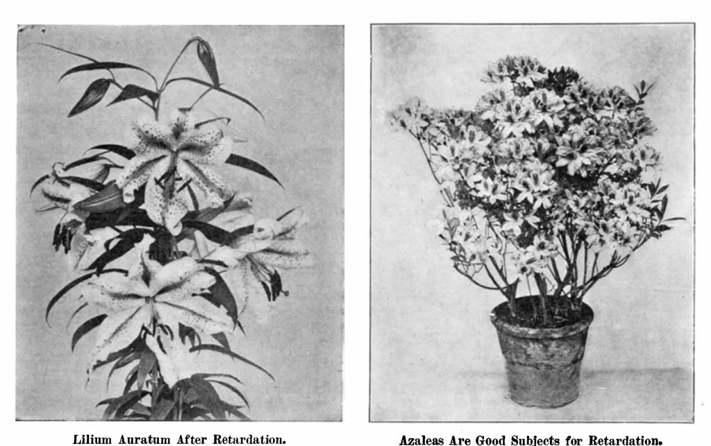 An illustration from Scientific American, Vol. 95, No. 10 (1906), 1906, leaf 8