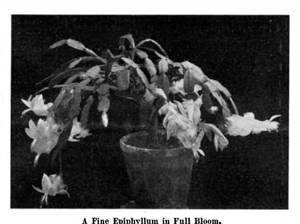 An illustration from Scientific American, Vol. 95, No. 10 (1906), 1906, leaf 8