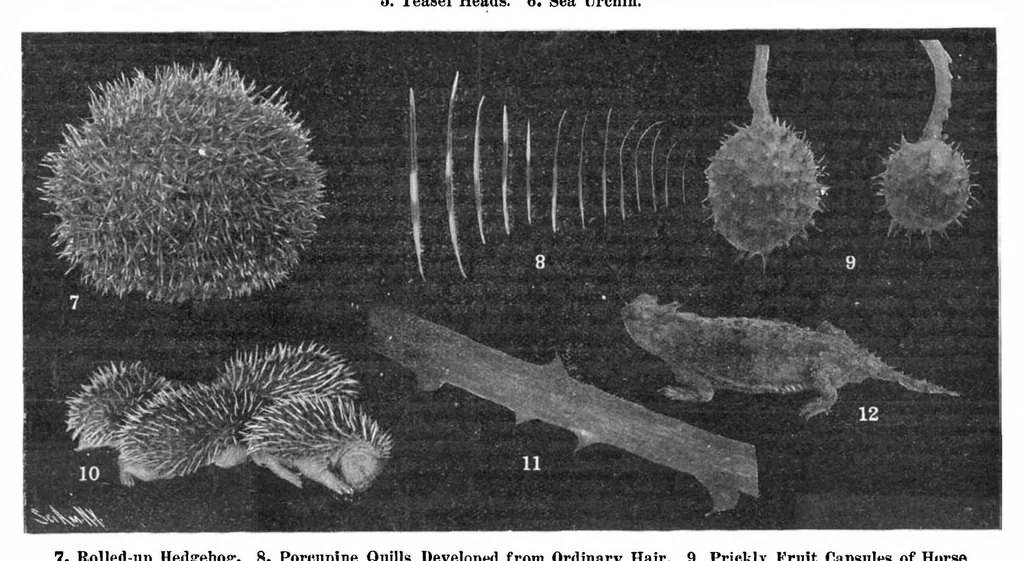 An illustration from Scientific American, Vol. 96, No. 23 (June 8, 1907), 1907, leaf 10