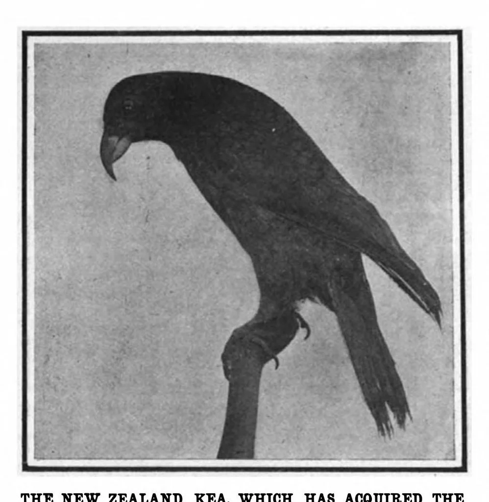 An illustration from Scientific American, Vol. 97, No. 9 (August 31, 1907), 1907, leaf 9