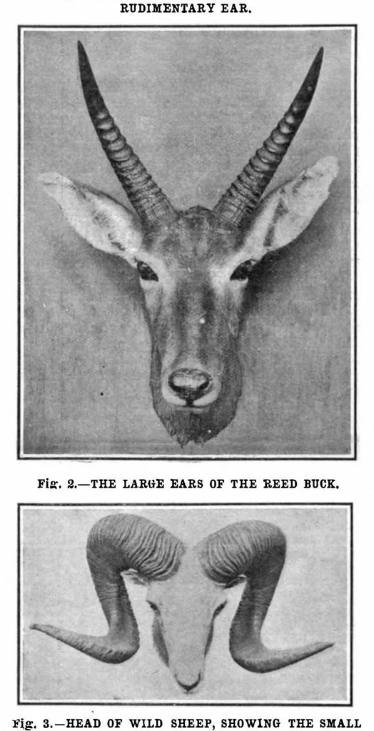 An illustration from Scientific American, Vol. 96, No. 5 (1907), 1907, leaf 10